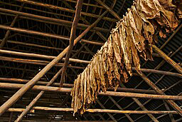 256px-Tobacco_Air_Curing_Cuba2 - WikiMedia Commons