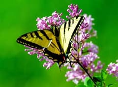 Butterfly-piqsels.com-id-zqzdf