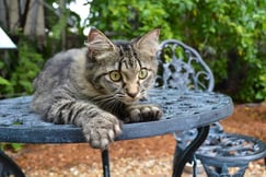 Hemingway Cat