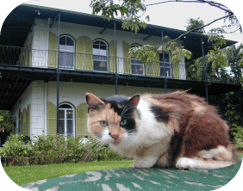 Hemingway Cat.png