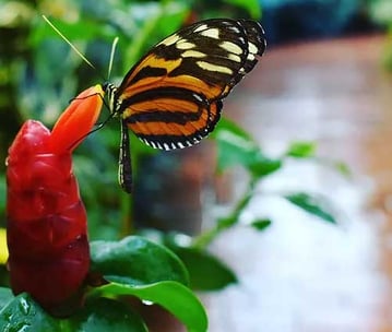 Butterfly-Conservatory-Key-West