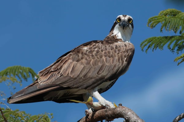 Osprey on Marco Island piqsels.com-id-oathx