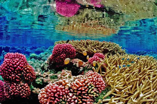 Shallow-Coral-Reef-piqsels.com-id-fjioz