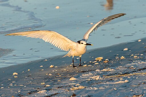 512px-Cabots_Tern_on_Tigertail_Beach,_Marco_Island,_Florida_(10278033134)