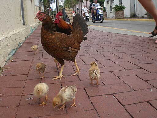 512px-Chickenfamily