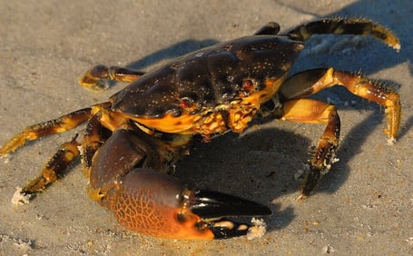 Juvenile_Stone_Crab_at_Smyrna_Dunes_Park_-_Flickr_-_Andrea_Westmoreland