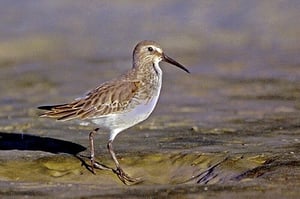 Dunlin_On_Bowmans_beach,_sanibel_Island,_Florida