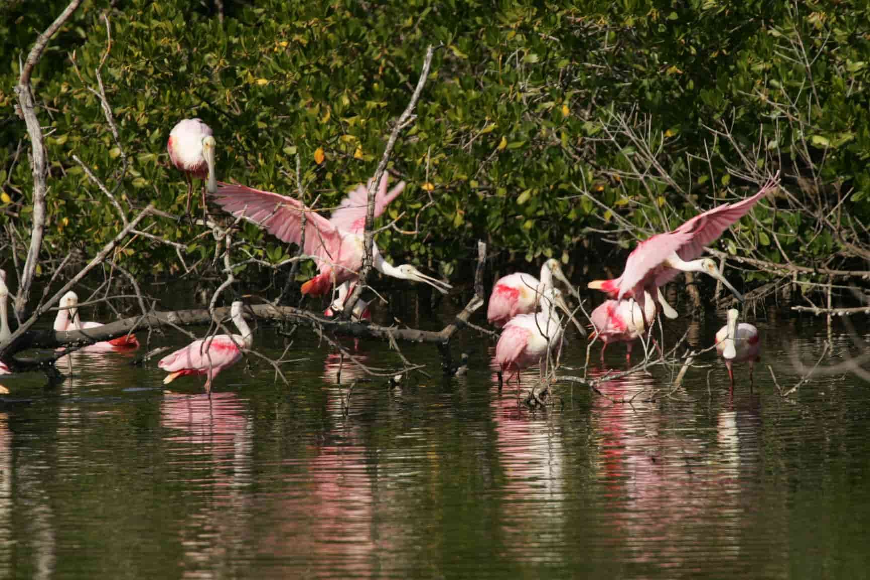 Roseate Spoonbills J.N. Ding Darling NWR_5613060762