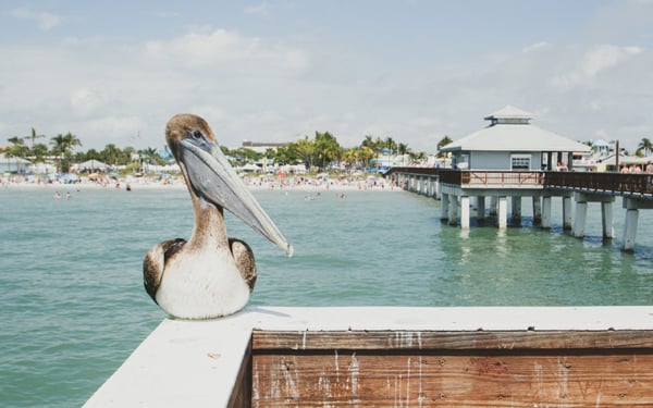 Ft Myers Beach Pier and Pelican piqsels.com-id-sddfh