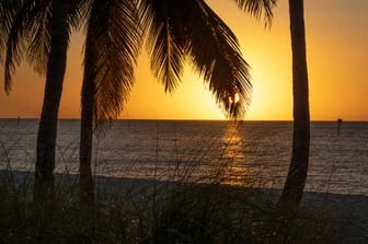 Palm-Trees-by-the-Beach