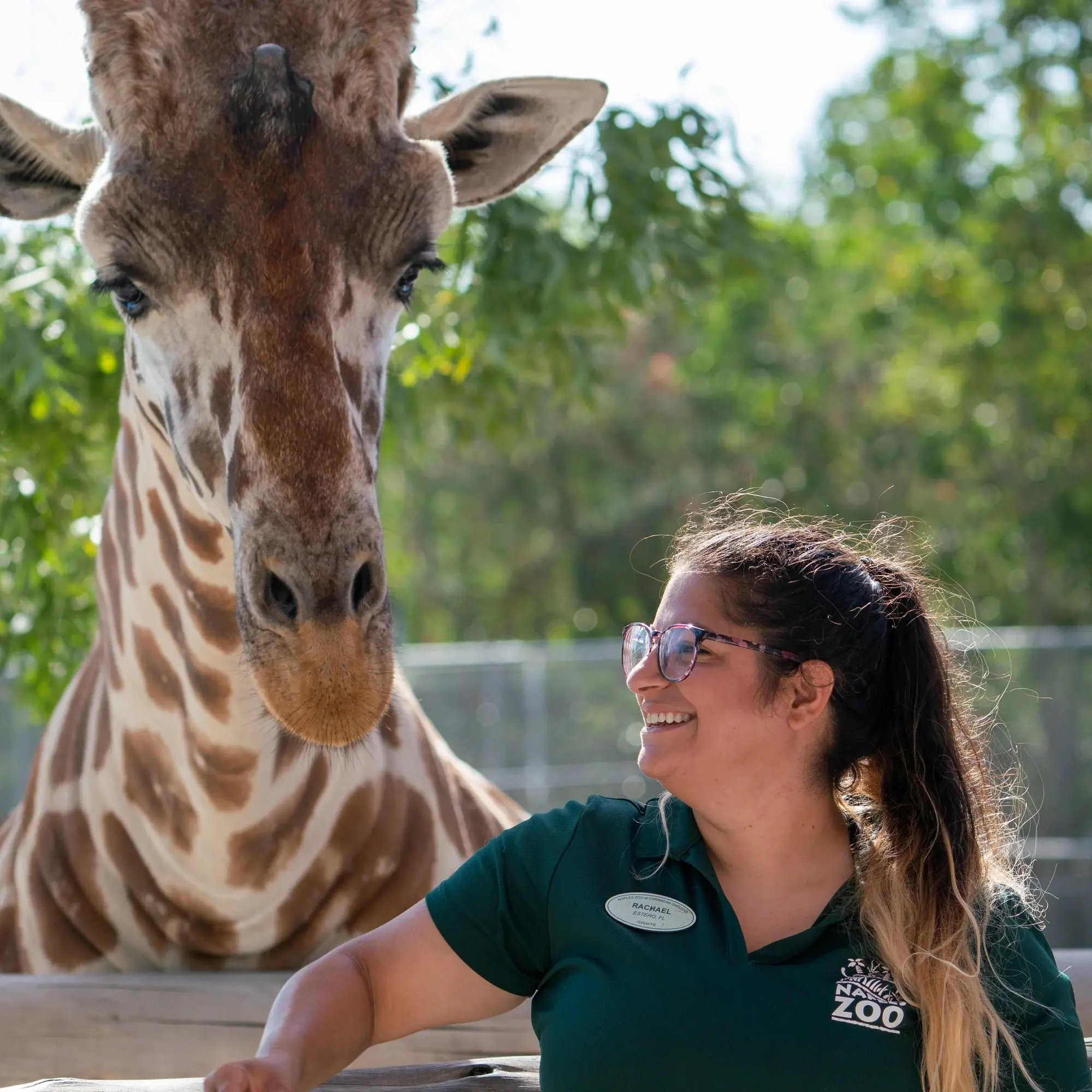 Giraffe and Staff Member