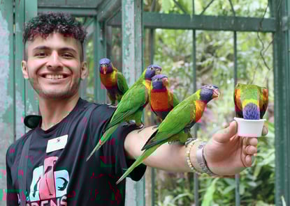 Lorikeet-Encounter-