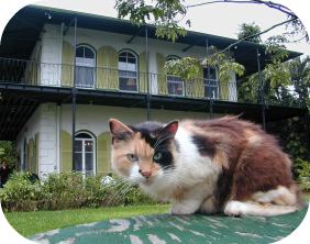 Hemingway Cat.png
