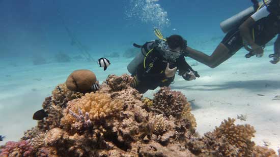 Scuba Divers off a Coral Reef