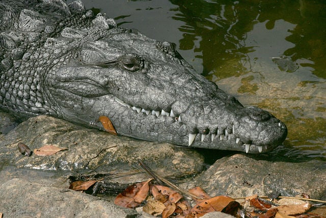 Florida alligator