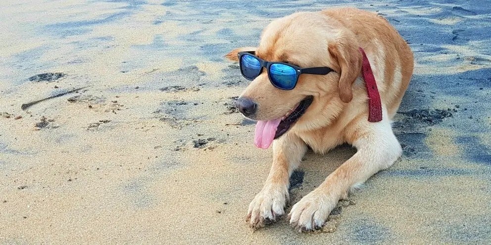 Dog sitting on the beach, wearing sun glasses