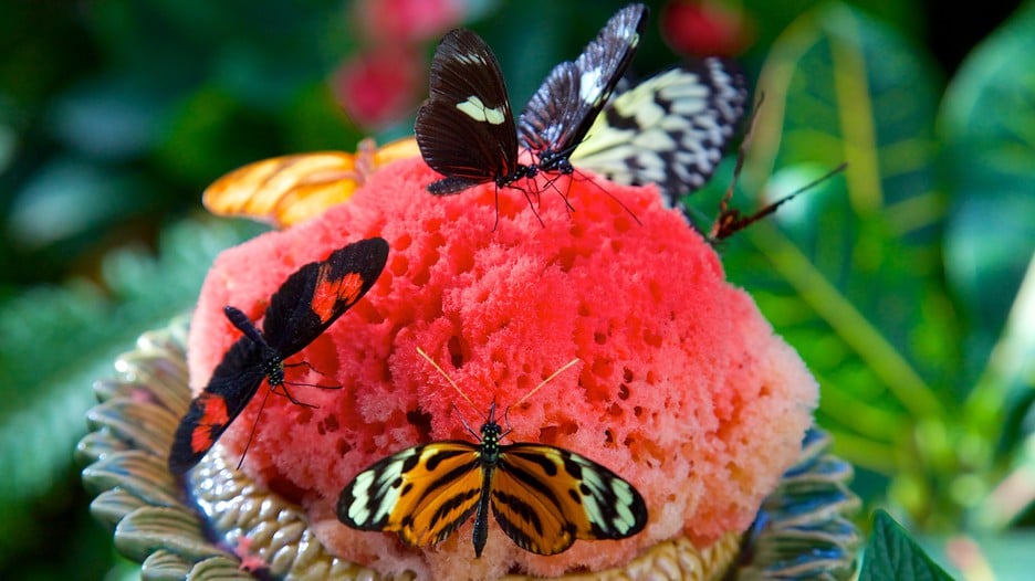 Butterfly at the Key West Butterfly Conservatory